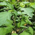Nicandra physalodes Yaprak