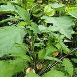 Nicandra physalodes Fuelha