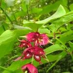 Leycesteria formosa Virág