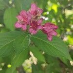 Weigela hortensis Cvet