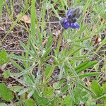 Lupinus bicolor Plante entière