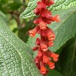 Salvia confertiflora Flower