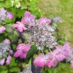 Hydrangea macrophyllaÇiçek