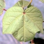 Gossypium hirsutum পাতা