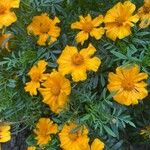 Tagetes tenuifolia花