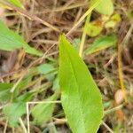 Solidago speciosa Blatt