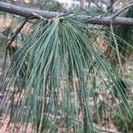 Pinus wallichiana Blatt