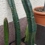 Cereus hildmannianus Liść