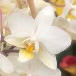 Phalaenopsis amabilis Flower