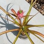 Ananas comosus Leaf