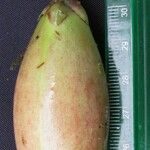 Clusia torresii फल