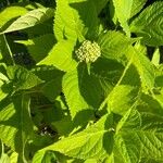 Hydrangea macrophyllaBlad