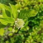 Cephalanthus occidentalis Flor