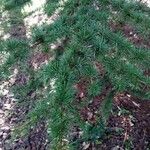 Cedrus libani Blad