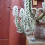 Austrocylindropuntia vestita Leaf