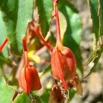 Begonia boliviensis Hedelmä