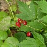 Actaea rubraLeaf