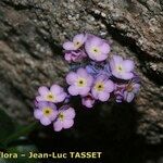 Myosotis corsicana Flower