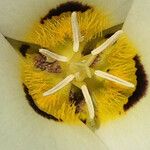 Calochortus leichtlinii Flower