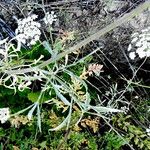 Ammi majus Habitatea