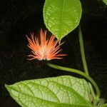 Gurania makoyana Hoja