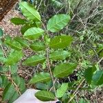 Krugiodendron ferreum Leaf