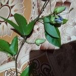 Passiflora laurifolia Habitus