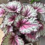 Begonia rexBlad