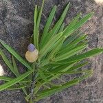 Podocarpus novae-caledoniae অভ্যাস