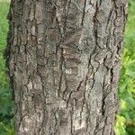 Pyrus salicifolia Bark