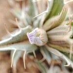 Blepharis ciliaris Цветок
