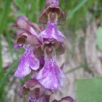 Orchis spitzelii Квітка