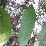 Talisia macrophylla Leaf