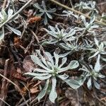 Antennaria parvifolia Листок