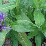 Centaurea montana Blad