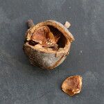 Khaya anthotheca Frukto