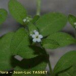 Myosotis speluncicola Flower