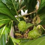 Morinda citrifolia Frucht