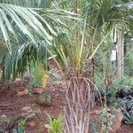 Syagrus schizophylla Other