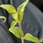 Silene noctiflora Leaf