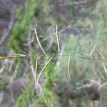 Brachypodium pinnatum Fruit