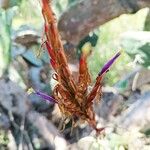 Tillandsia balbisiana Blodyn