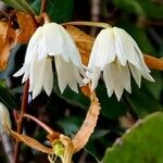Crinodendron patagua Flor