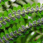 Dryopteris filix-mas Fruit