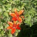 Lilium bulbiferumFlower