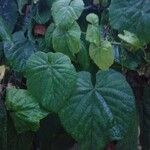 Vitis tiliifolia List