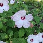 Hibiscus moscheutosFlower