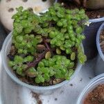 Crassula expansa ഇല