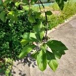 Vernonia amygdalina List