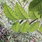 Zanthoxylum caribaeum Leaf